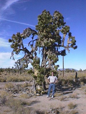 Doug in front of 400 year old Joshua Tree
