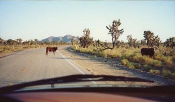 Cows on the Pavement